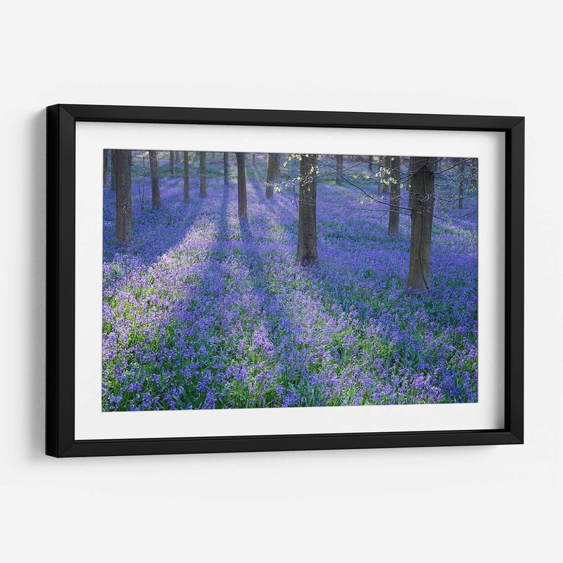 Bluebell Dreams Ii - Glovanni Baptiste | Cuadro decorativo de Canvas Lab