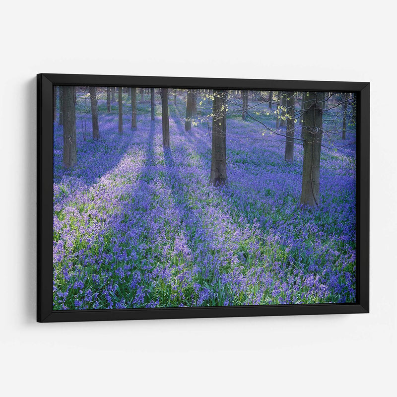 Bluebell Dreams Ii - Glovanni Baptiste | Cuadro decorativo de Canvas Lab