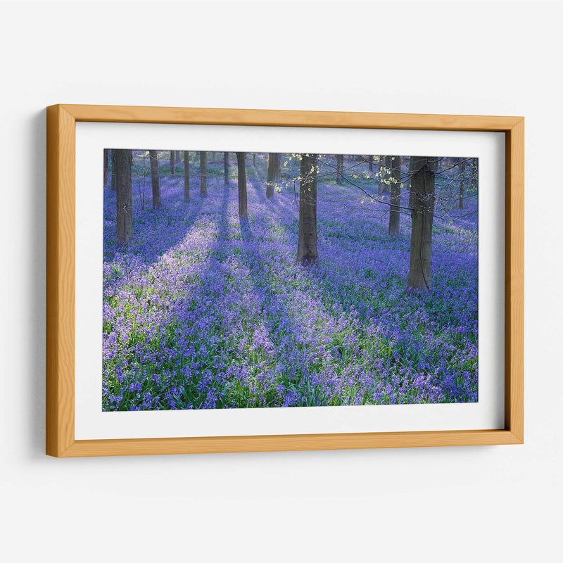 Bluebell Dreams Ii - Glovanni Baptiste | Cuadro decorativo de Canvas Lab