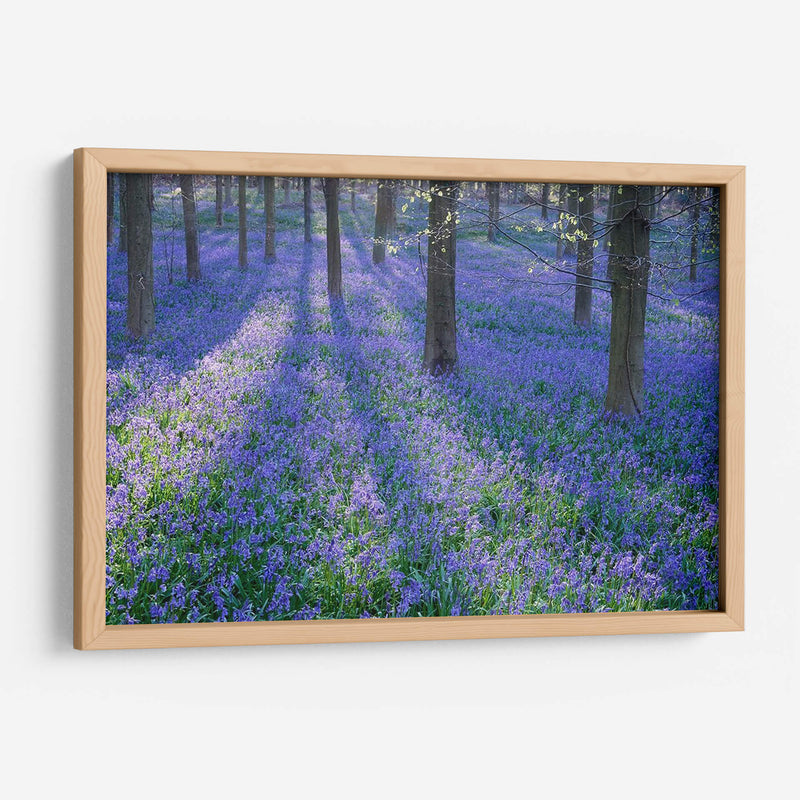 Bluebell Dreams Ii - Glovanni Baptiste | Cuadro decorativo de Canvas Lab