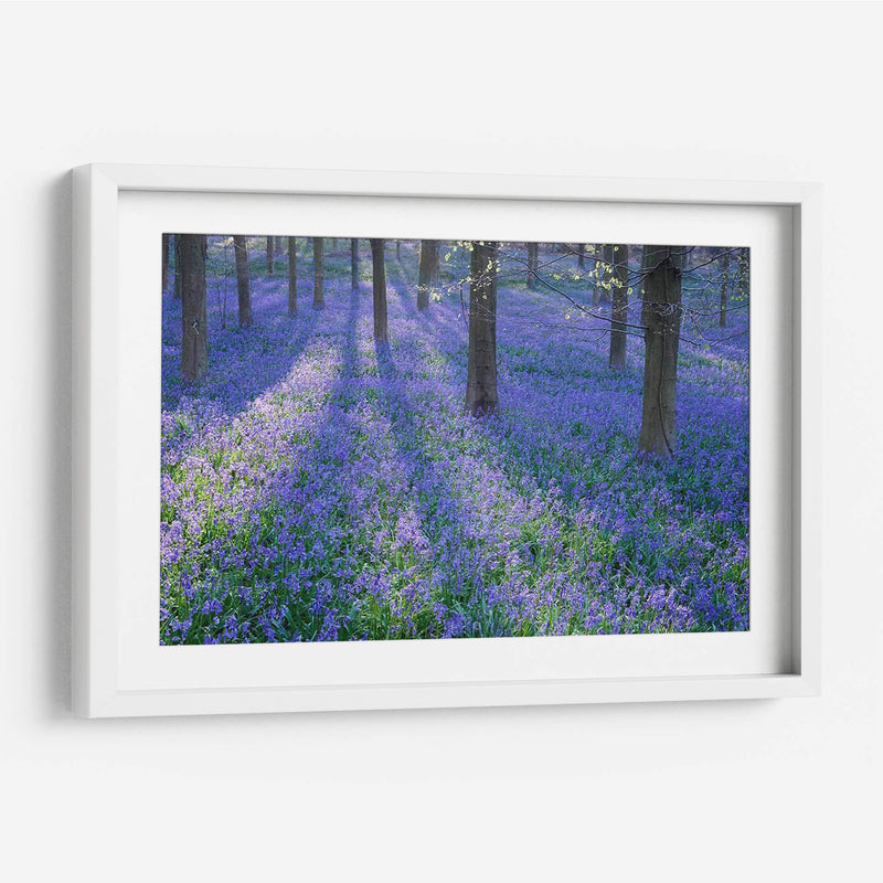 Bluebell Dreams Ii - Glovanni Baptiste | Cuadro decorativo de Canvas Lab