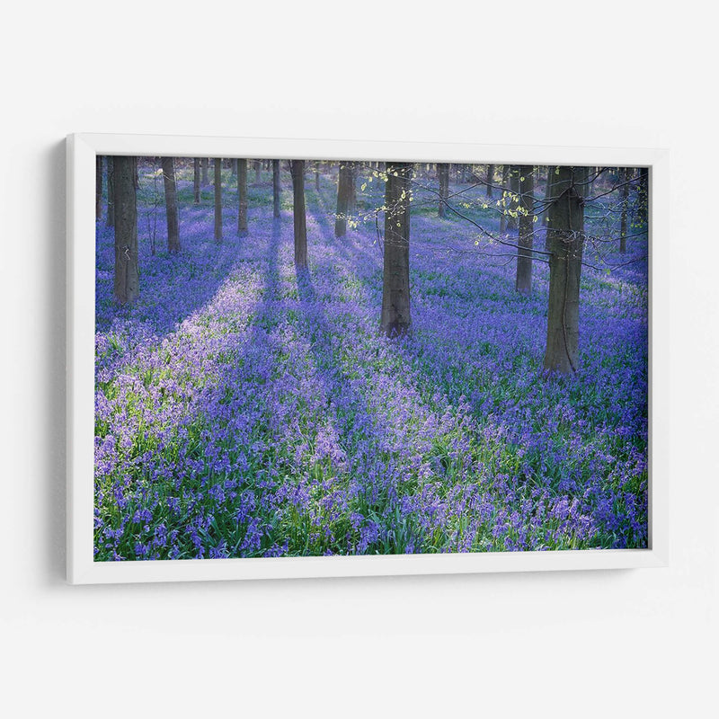 Bluebell Dreams Ii - Glovanni Baptiste | Cuadro decorativo de Canvas Lab