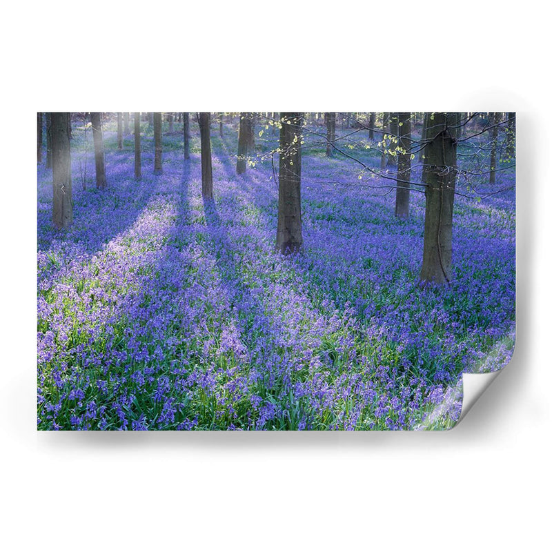 Bluebell Dreams Ii - Glovanni Baptiste | Cuadro decorativo de Canvas Lab