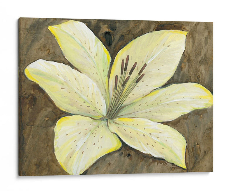 Lily Neutral Ii - Tim OToole | Cuadro decorativo de Canvas Lab