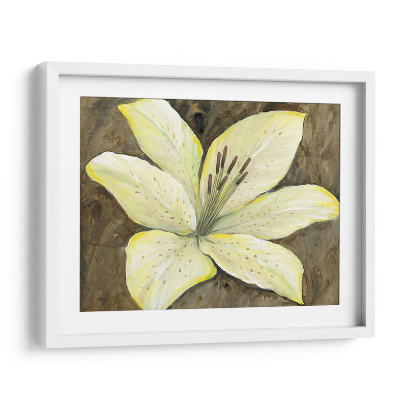 Lily Neutral Ii - Tim OToole | Cuadro decorativo de Canvas Lab