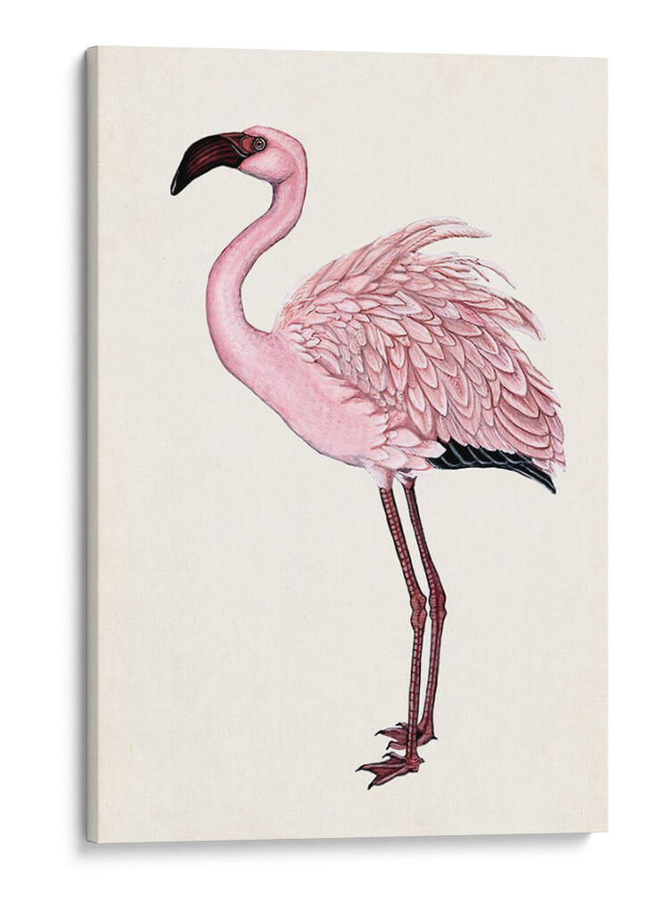 Llamativo Flamenco Ii - Naomi McCavitt | Cuadro decorativo de Canvas Lab