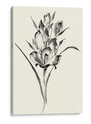 Lavado De Tinta Floral Ii - Gladiolo - Nan Rae | Cuadro decorativo de Canvas Lab