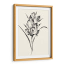 Lavado De Tinta Floral Ii - Gladiolo - Nan Rae | Cuadro decorativo de Canvas Lab