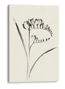 Lavado De Tinta Floral Vi - Freesia - Nan Rae | Cuadro decorativo de Canvas Lab