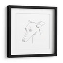 Retrato De Lápiz De Galgo I - Emma Scarvey | Cuadro decorativo de Canvas Lab