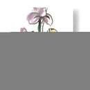 Lavado De Tinta Jardín Iv - June Erica Vess | Cuadro decorativo de Canvas Lab