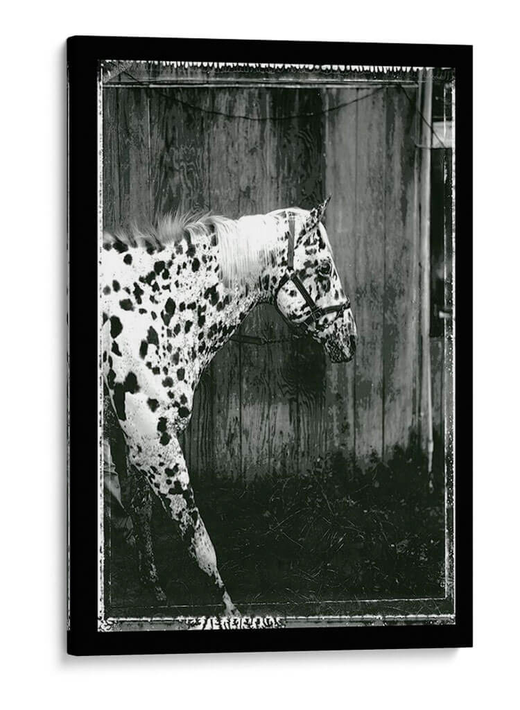 Doble Toma Equina I - Allen Friedlander | Cuadro decorativo de Canvas Lab
