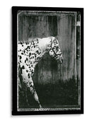 Doble Toma Equina I - Allen Friedlander | Cuadro decorativo de Canvas Lab