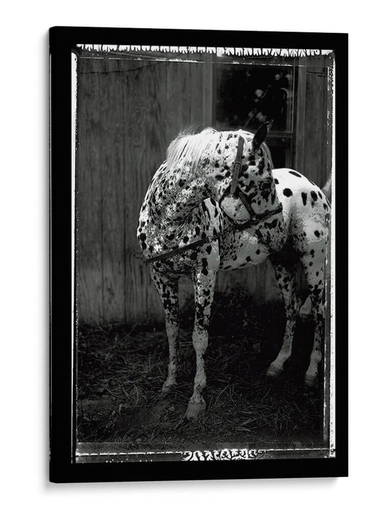 Doble Toma Equina Ii - Allen Friedlander | Cuadro decorativo de Canvas Lab
