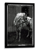 Doble Toma Equina Ii - Allen Friedlander | Cuadro decorativo de Canvas Lab