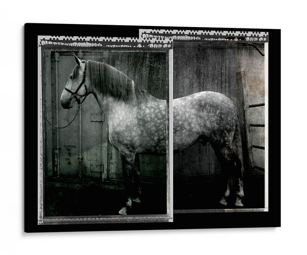 Doble Toma Equina Iv - Allen Friedlander | Cuadro decorativo de Canvas Lab