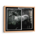 Doble Toma Equina Iv - Allen Friedlander | Cuadro decorativo de Canvas Lab