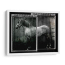 Doble Toma Equina Iv - Allen Friedlander | Cuadro decorativo de Canvas Lab