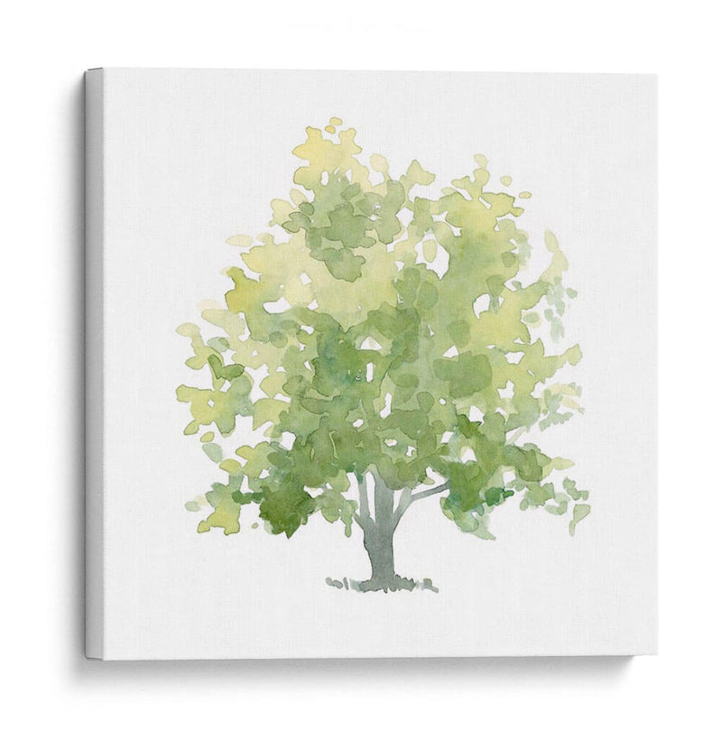 Oak Solitario Ii - Emma Scarvey | Cuadro decorativo de Canvas Lab