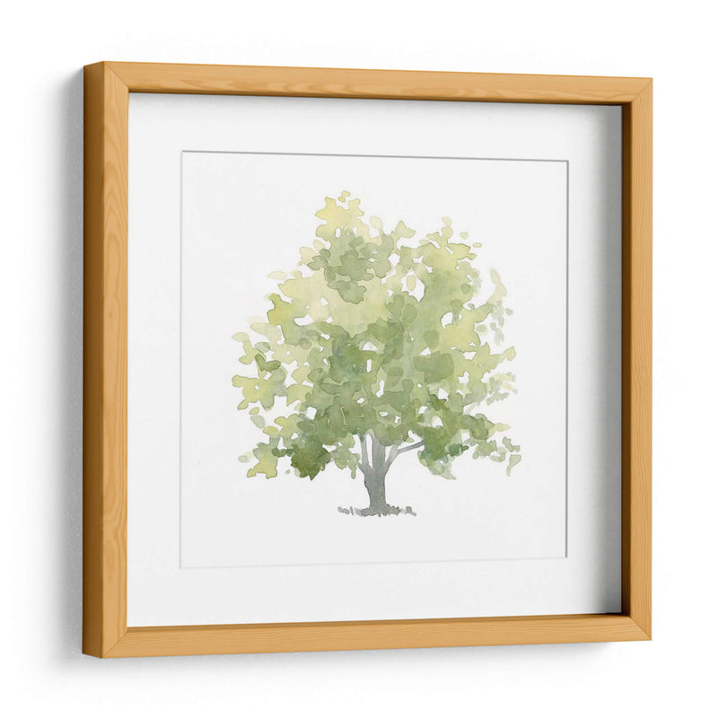 Oak Solitario Ii - Emma Scarvey | Cuadro decorativo de Canvas Lab