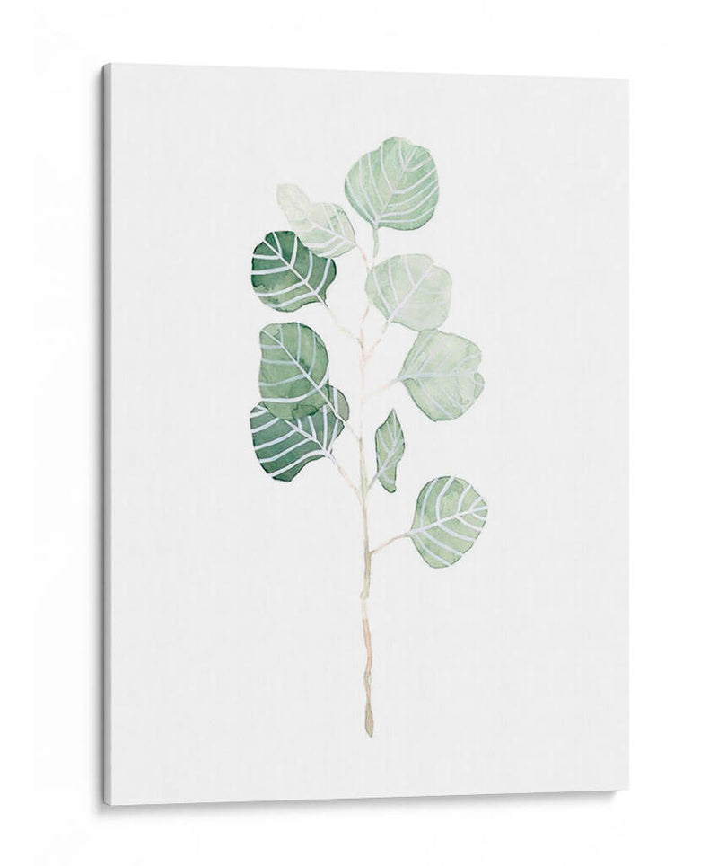 Soft Eucalyptus Branch I - Emma Scarvey | Cuadro decorativo de Canvas Lab