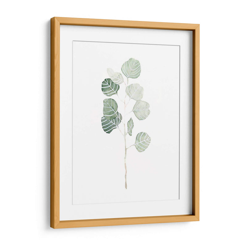 Soft Eucalyptus Branch I - Emma Scarvey | Cuadro decorativo de Canvas Lab