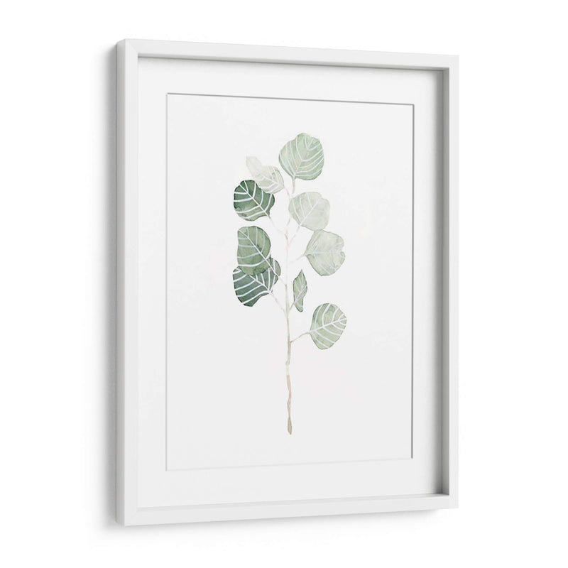 Soft Eucalyptus Branch I - Emma Scarvey | Cuadro decorativo de Canvas Lab