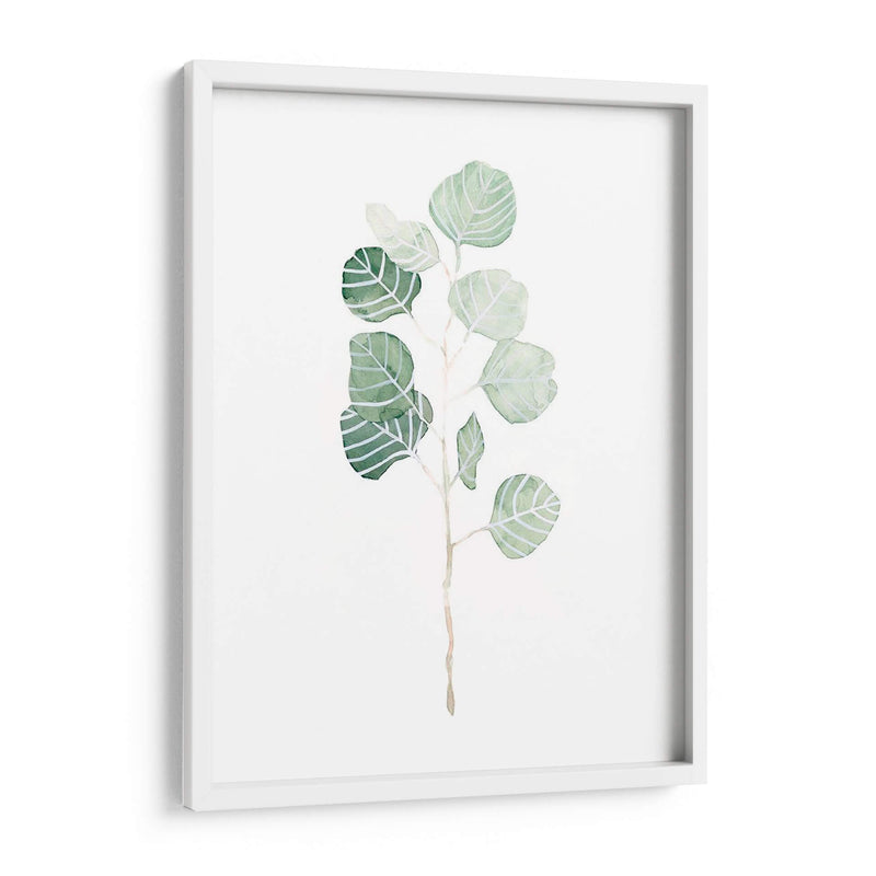 Soft Eucalyptus Branch I - Emma Scarvey | Cuadro decorativo de Canvas Lab