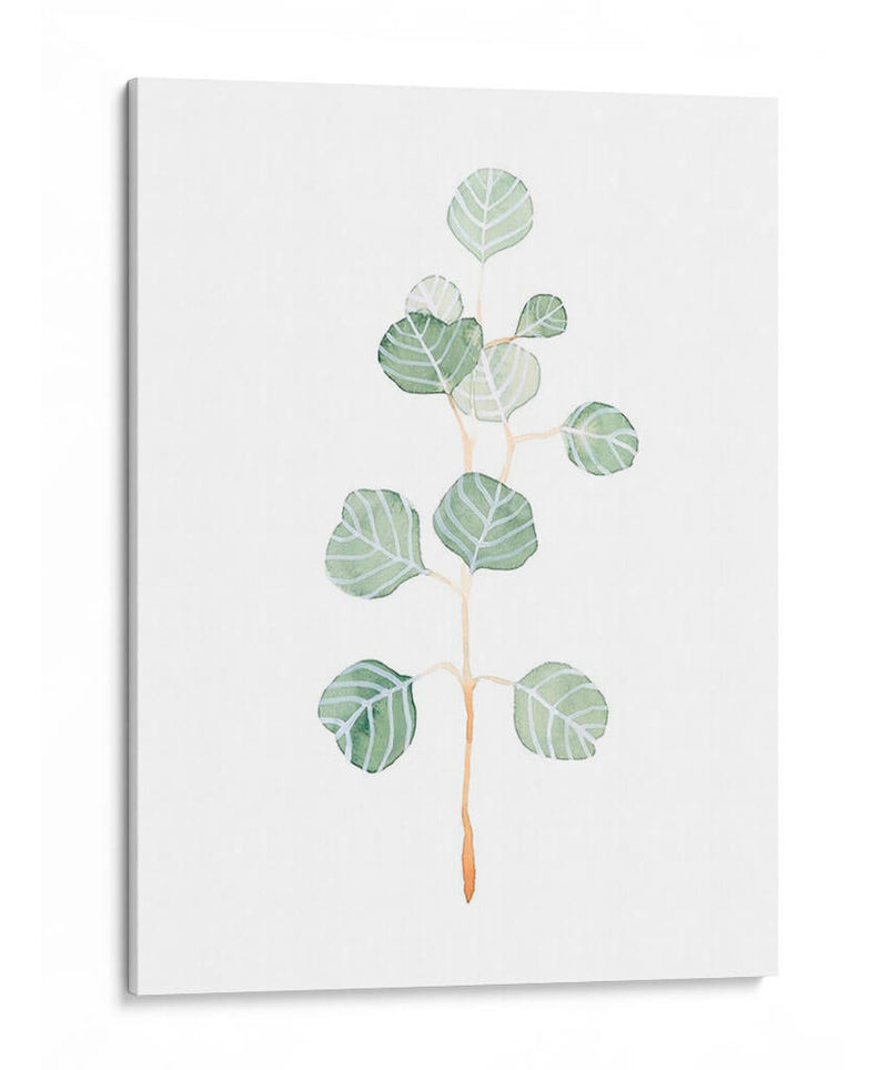 Soft Eucalyptus Branch Ii - Emma Scarvey | Cuadro decorativo de Canvas Lab