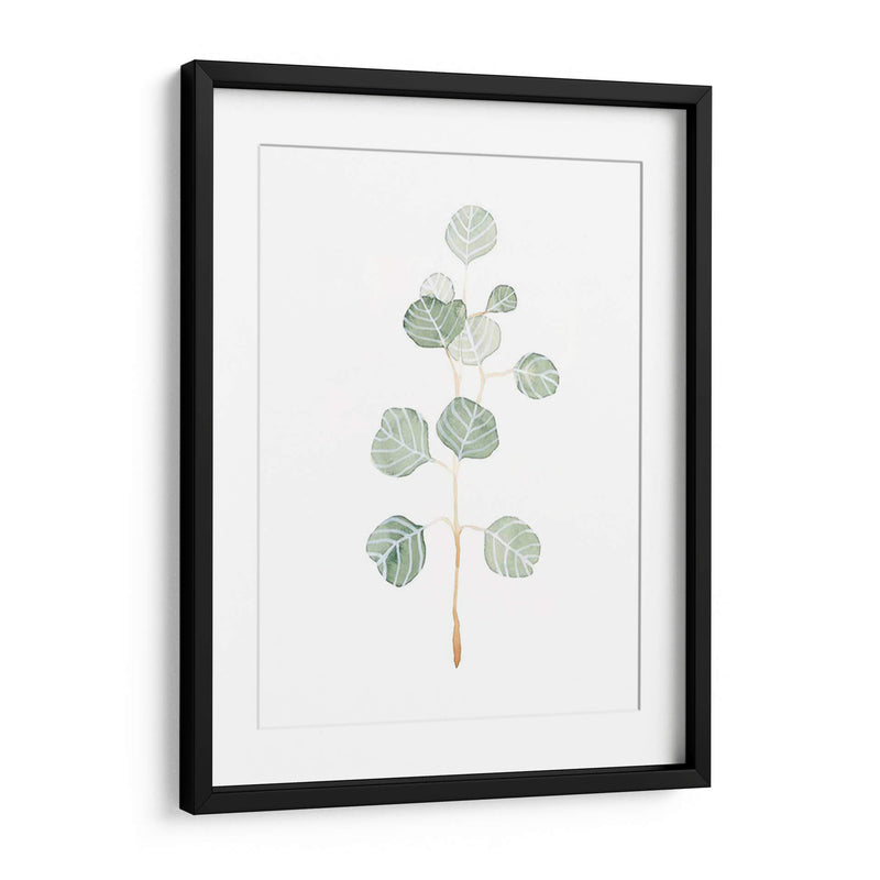 Soft Eucalyptus Branch Ii - Emma Scarvey | Cuadro decorativo de Canvas Lab