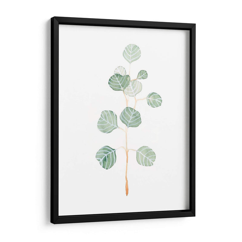 Soft Eucalyptus Branch Ii - Emma Scarvey | Cuadro decorativo de Canvas Lab