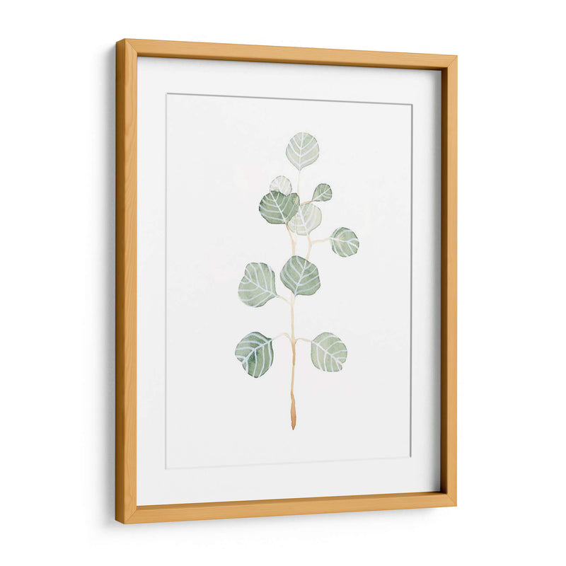 Soft Eucalyptus Branch Ii - Emma Scarvey | Cuadro decorativo de Canvas Lab