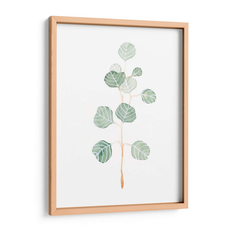 Soft Eucalyptus Branch Ii - Emma Scarvey | Cuadro decorativo de Canvas Lab