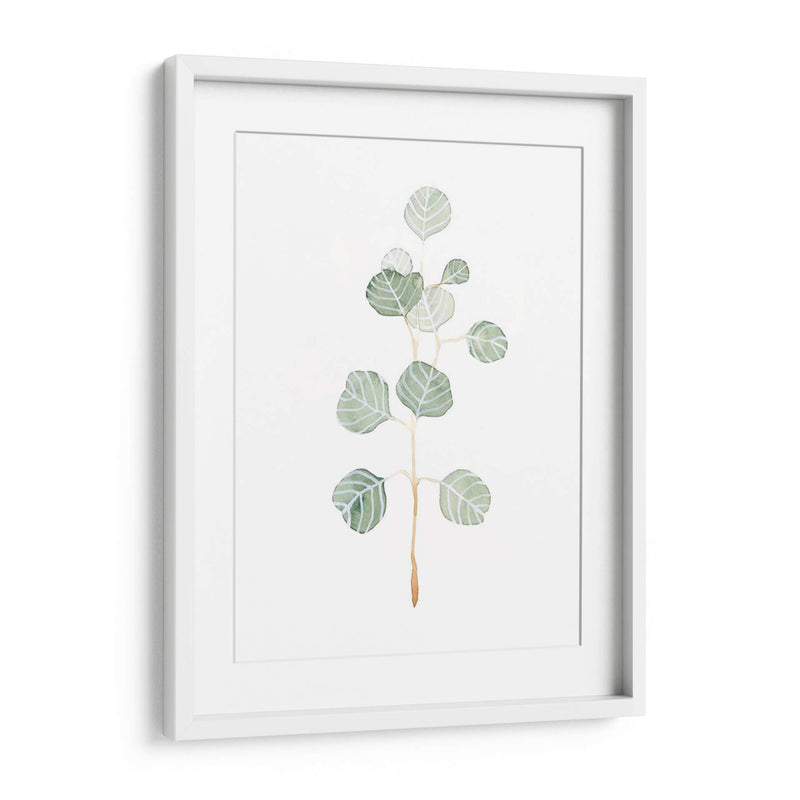 Soft Eucalyptus Branch Ii - Emma Scarvey | Cuadro decorativo de Canvas Lab