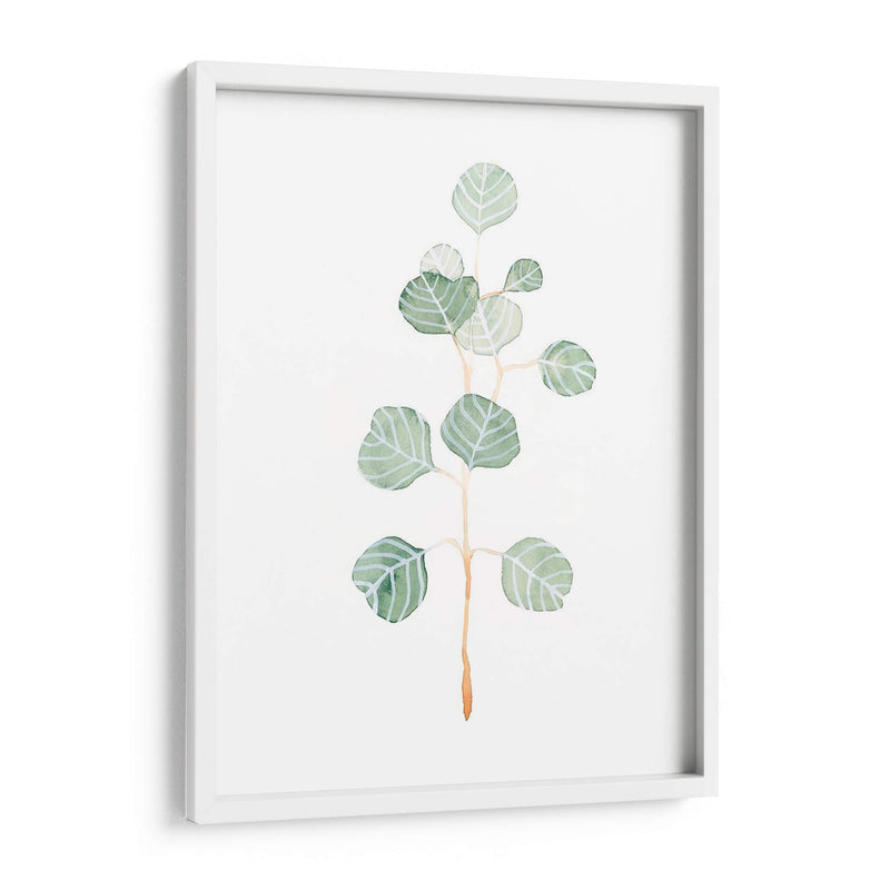 Soft Eucalyptus Branch Ii - Emma Scarvey | Cuadro decorativo de Canvas Lab