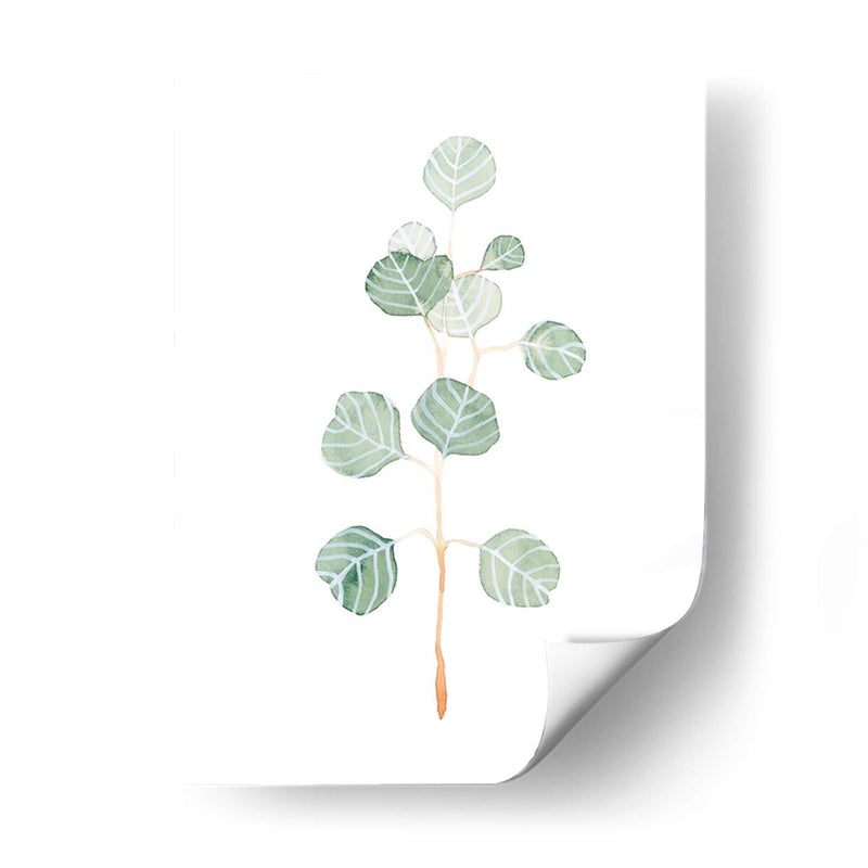 Soft Eucalyptus Branch Ii - Emma Scarvey | Cuadro decorativo de Canvas Lab