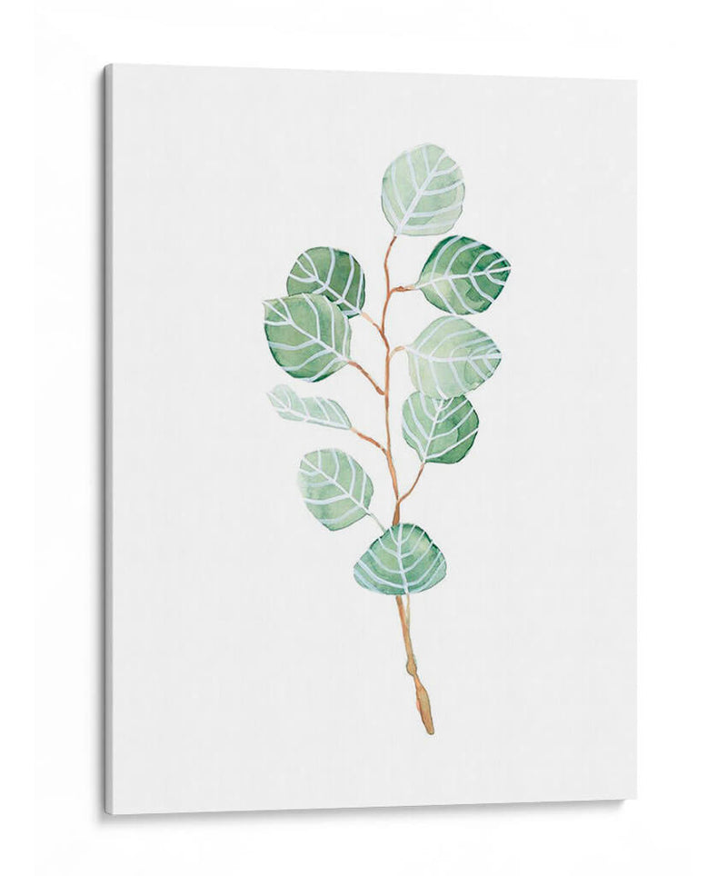 Soft Eucalyptus Branch Iii - Emma Scarvey | Cuadro decorativo de Canvas Lab