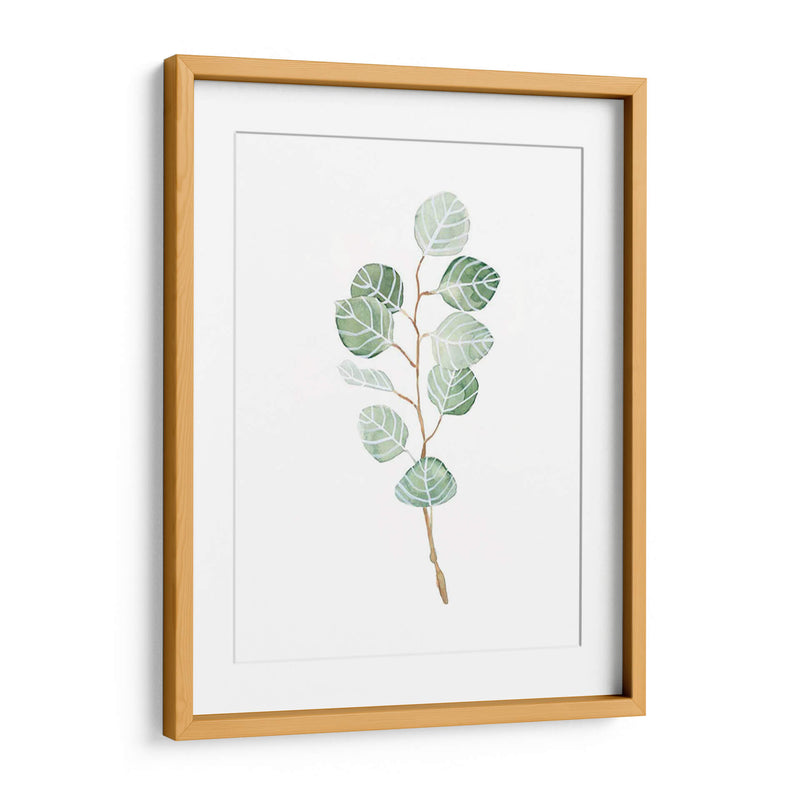 Soft Eucalyptus Branch Iii - Emma Scarvey | Cuadro decorativo de Canvas Lab