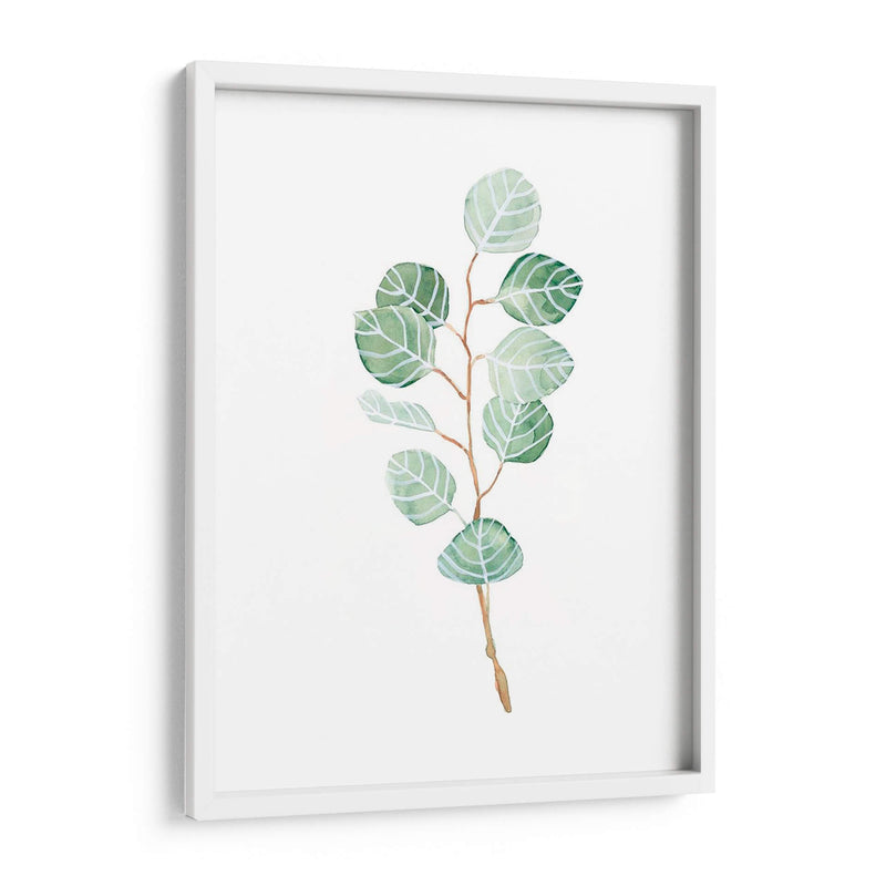 Soft Eucalyptus Branch Iii - Emma Scarvey | Cuadro decorativo de Canvas Lab