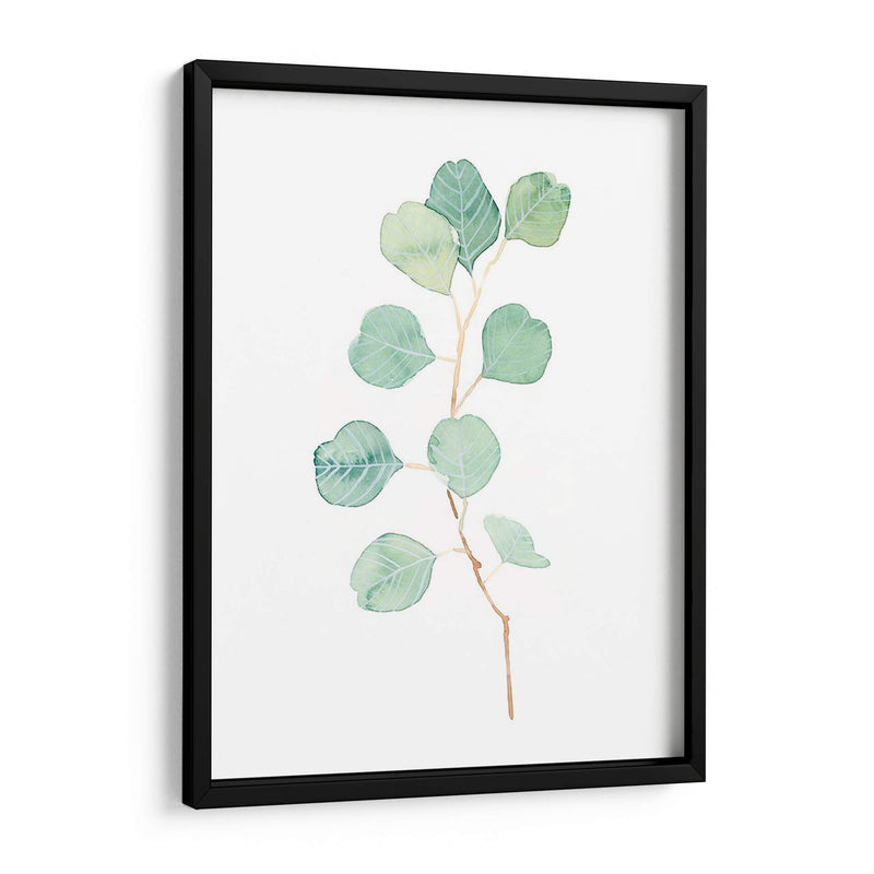 Soft Eucalyptus Branch Iv - Emma Scarvey | Cuadro decorativo de Canvas Lab