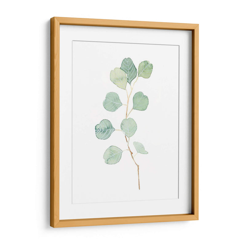 Soft Eucalyptus Branch Iv - Emma Scarvey | Cuadro decorativo de Canvas Lab