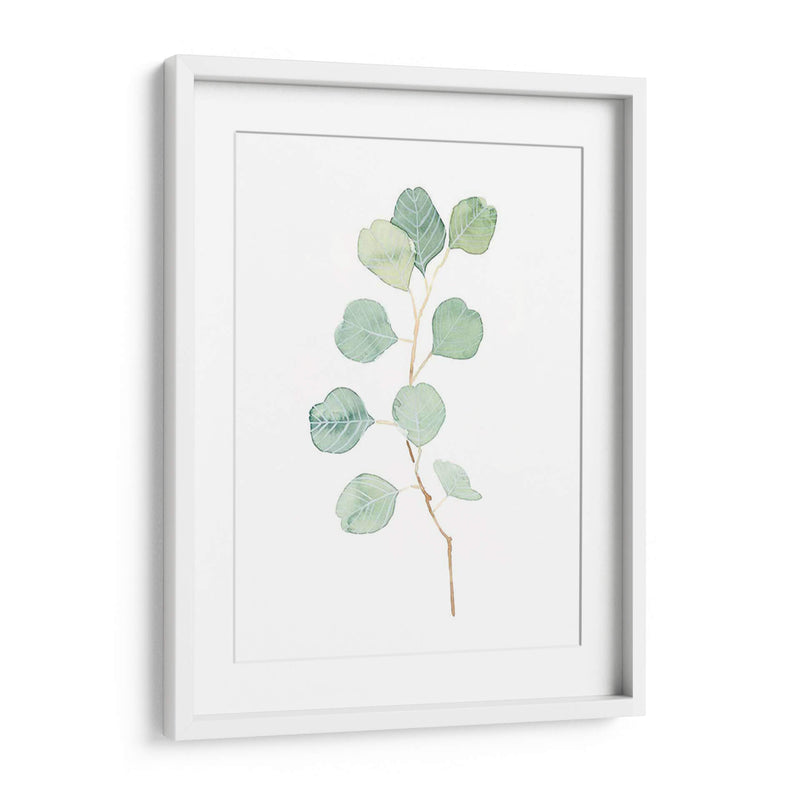 Soft Eucalyptus Branch Iv - Emma Scarvey | Cuadro decorativo de Canvas Lab