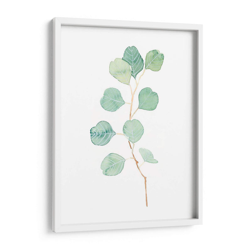 Soft Eucalyptus Branch Iv - Emma Scarvey | Cuadro decorativo de Canvas Lab