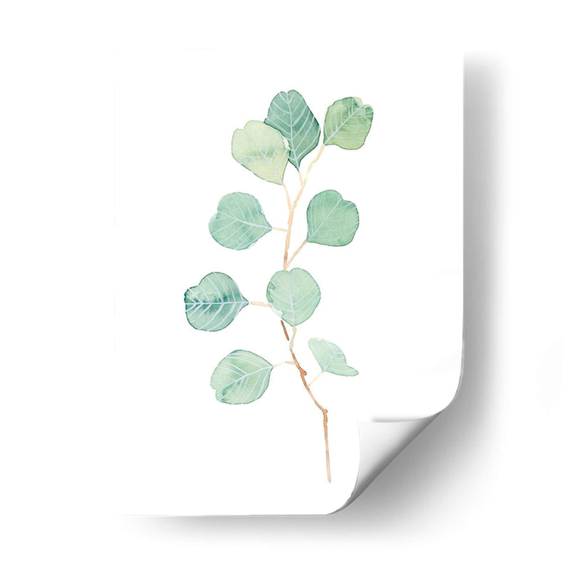 Soft Eucalyptus Branch Iv - Emma Scarvey | Cuadro decorativo de Canvas Lab