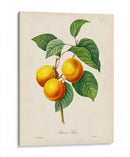 Redutes Fruta I - Pierre Redoute | Cuadro decorativo de Canvas Lab