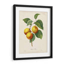 Redutes Fruta I - Pierre Redoute | Cuadro decorativo de Canvas Lab