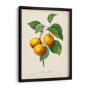 Redutes Fruta I - Pierre Redoute | Cuadro decorativo de Canvas Lab