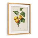 Redutes Fruta I - Pierre Redoute | Cuadro decorativo de Canvas Lab
