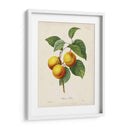 Redutes Fruta I - Pierre Redoute | Cuadro decorativo de Canvas Lab