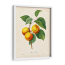 Redutes Fruta I - Pierre Redoute | Cuadro decorativo de Canvas Lab